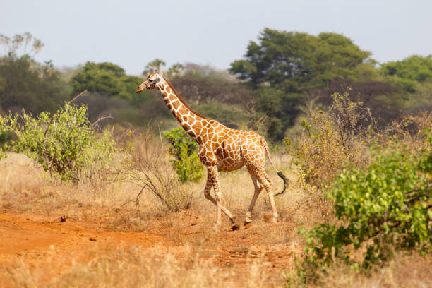 Giraffe In Meru National Park